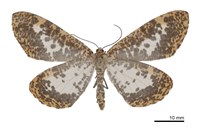 藏品(撒旦豹紋尺蛾)的圖片